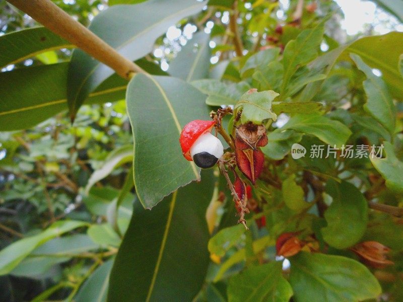 Planta fruta paullinia cupana - guaraná